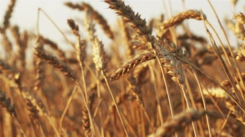 Ears of wheat in the sunset Stock Footage 55819335