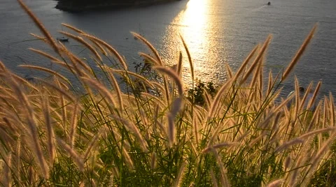 Ears of wheat at sunset 库存影片 67623017