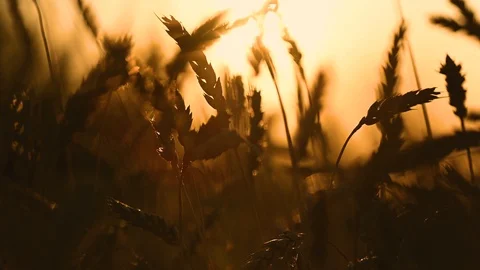 Ears of wheat in the sunset Stock Footage 119370691