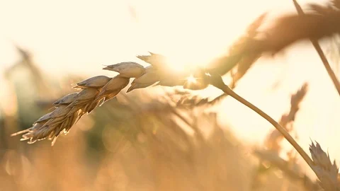 Ears of wheat in the sunset Stock Footage 119371695