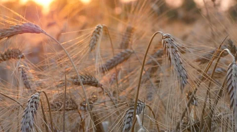 Ears of wheat at sunset lights. UHD, 4K Video stock 52924328