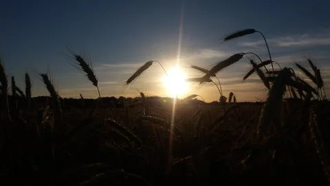 Ears of wheat at sunset Stock Photos