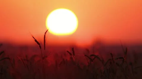 Ears of wheat at sunset - timelapse Stock Footage 11236144