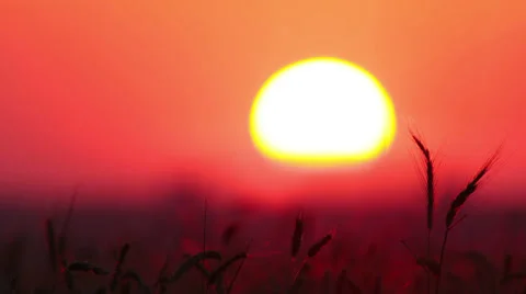 Ears of wheat at sunset - timelapse. Stock Footage 34724864