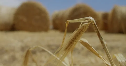 Ears of wheat sway in the wind against the backdrop of round haystacks on the 스톡 동영상 310957984