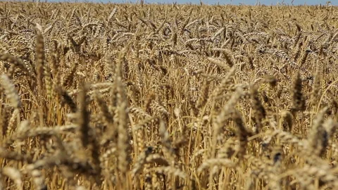 Ears of wheat sway in the wind Stock Footage 102167207
