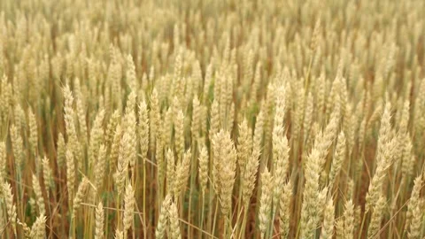 Ears of wheat sway in the wind Stock-Footage 161391684