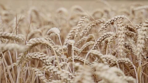 Ears of wheat sway in the wind. Stock Footage 255239679