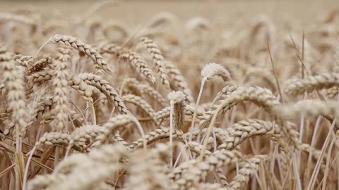 Ears of wheat sway in the wind. Stock Footage 255240362