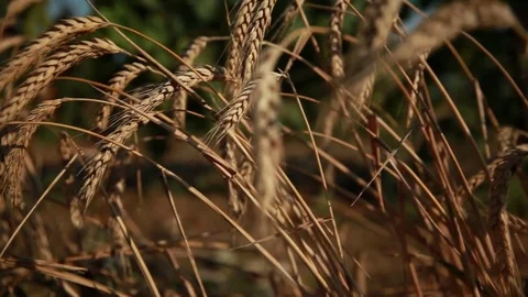 Ears of wheat sway in the wind, surrounded by vineyards with green grapes Stock Footage 74450695