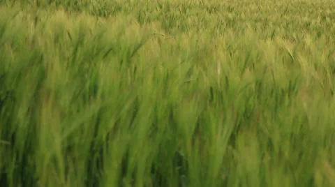 Ears of wheat swaying in the breeze at sunset Vídeo Stock 37742963