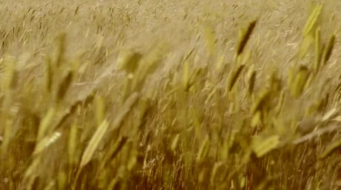 Ears of wheat swaying in the breeze at sunset Stock Footage 45589867