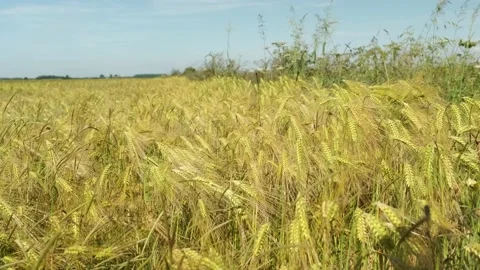 Ears of wheat swaying from the gentle wind in agricultural field Stock Footage 198375185