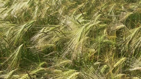 Ears of wheat swaying from the gentle wind in slow motion Stock Footage 198375191
