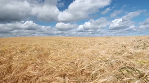 Ears of wheat swaying from the gentle wind and blue sky Stock Footage 201294510