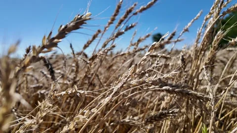 Ears of wheat swaying in the light wind against a blue sky Stock Footage 340208614