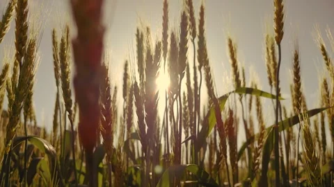 Ears of wheat swaying in the setting sun and wind FIX Stock Footage 281279552