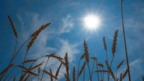 Ears of wheat swaying in the sky Stock Footage 114634593