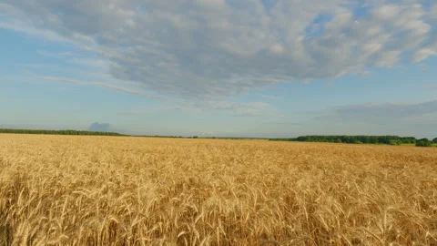 Ears Of Wheat Swaying In Slow Motion. Ripe Wheat Ears Swaying In Wind In Stock Footage 296291093