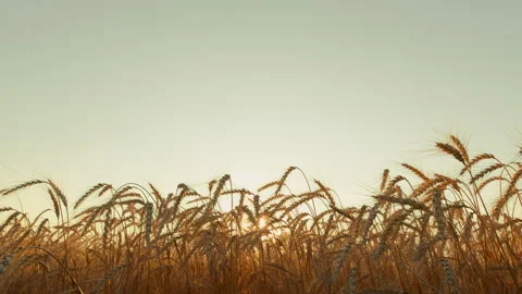 Ears Of Wheat Swaying In Slow Motion. Ripe Wheat Ears Swaying In Wind In Stock Footage 296292016
