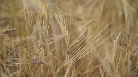 Ears of wheat swaying in the wind 28 Stock Footage 118356909