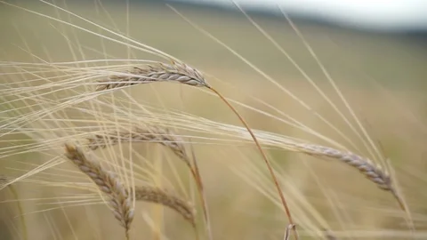 Ears of wheat swaying in the wind 29 Stock Footage 118356902