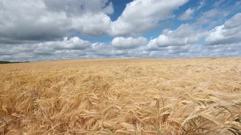 Ears of wheat swaying from the wind with blue sky and clouds Stock Footage 201294551