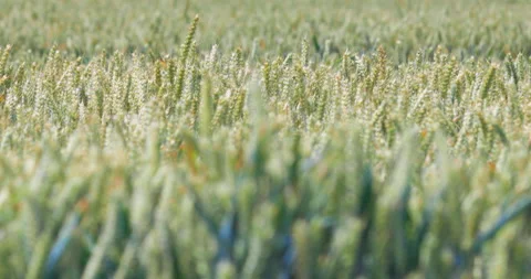 Ears of wheat swaying in the wind - close up with soft focus Stock Footage 133432634
