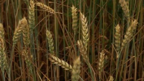 Ears of wheat swaying in the wind. close-up Video stock 158769423