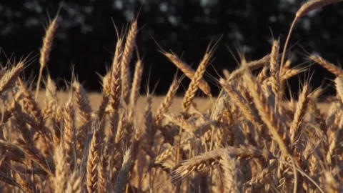 Ears of wheat swaying in the wind field on a dark background of trees Stock Footage 137134098