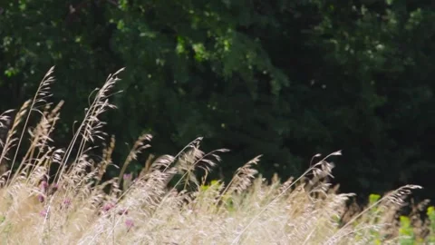 Ears of wheat swaying in the wind field on a dark background of trees Stock-Footage 137134117