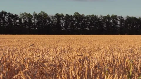 Ears of wheat swaying in the wind field on a dark background of trees and sky Stock Footage 137134134