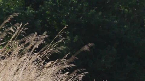 Ears of wheat swaying in the wind field on a dark background of trees Stock Footage 137970137