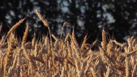 Ears of wheat swaying in the wind field on a dark background of trees Stock Footage 137970146