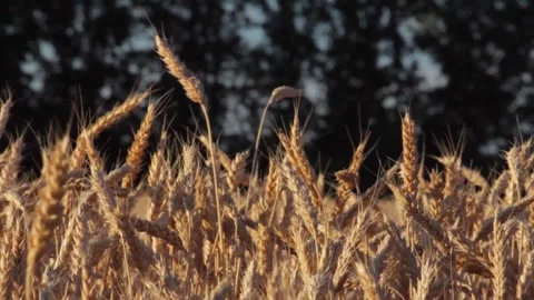 Ears of wheat swaying in the wind field on a dark background of trees Stock-Footage 138539665