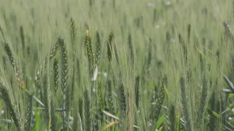 Ears of wheat swaying in the wind 스톡 동영상 61208304
