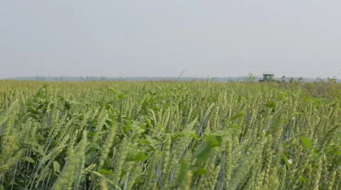 Ears of wheat swaying in the wind Vidéo 65587222