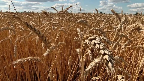 Ears of wheat swaying in the wind Stock-Footage 83057696