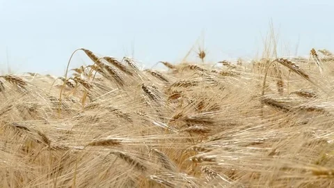 Ears of wheat swaying in the wind 库存影片 122769468