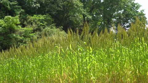 Ears of wheat swaying in the wind Stock Footage 153828389