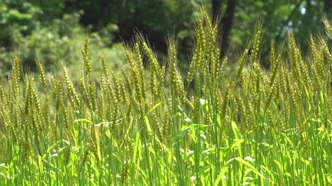 Ears of wheat swaying in the wind Stock Footage 153828426