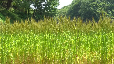 Ears of wheat swaying in the wind Stock Footage 153829282