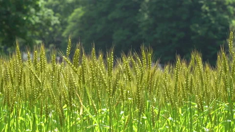 Ears of wheat swaying in the wind Stock Footage 153829743