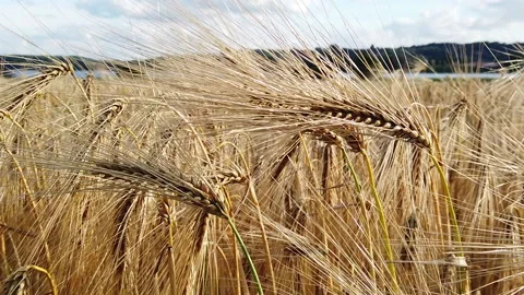Ears of wheat swaying in wind in wheat field, extreme close-up slow motion 1080p Stock-Footage 134744359