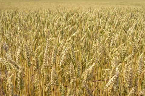 Ears of wheat swing in the wind 写真素材