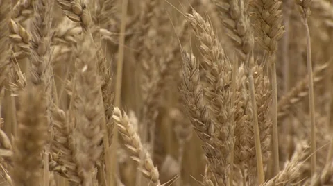 Ears of wheat swinging Stock-Footage 39659673