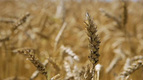 Ears of wheat swinging in the wind close-up Stock Footage 102174540