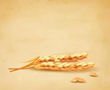 Ears of wheat. vector illustration. Stock Illustration