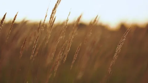 Ears of wheat, wheat at dawn, slow motion of wheat, wheat field Stock Footage 317033130