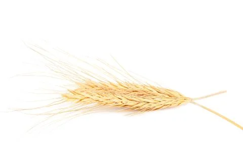 Ears of wheat on white background. Stock Photos
